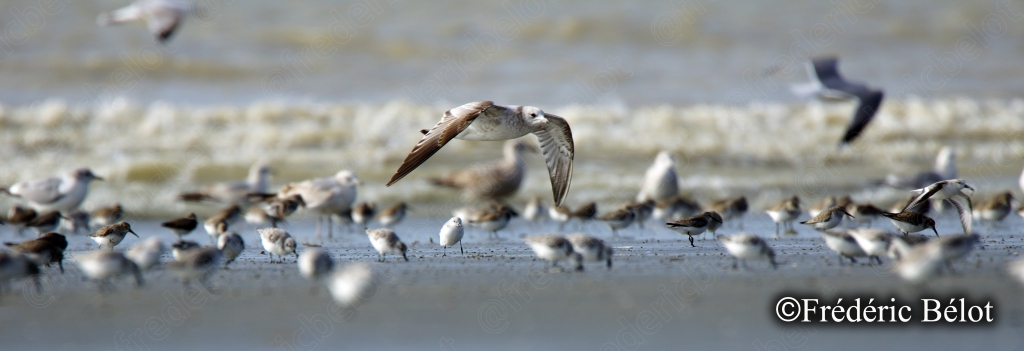 Des oiseaux se nourrissent au bord de l'eau, l'un d'eux plongeant la tête dans le sable mouillé.
