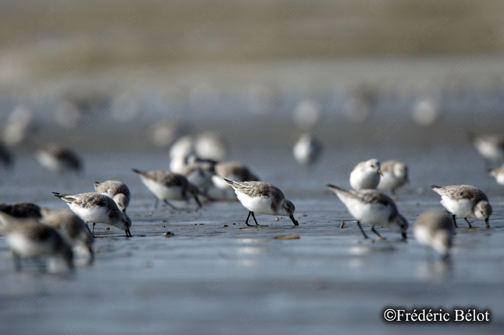 Un groupe de bécasseaux sanderling se nourrit activement sur le sable détrempé.