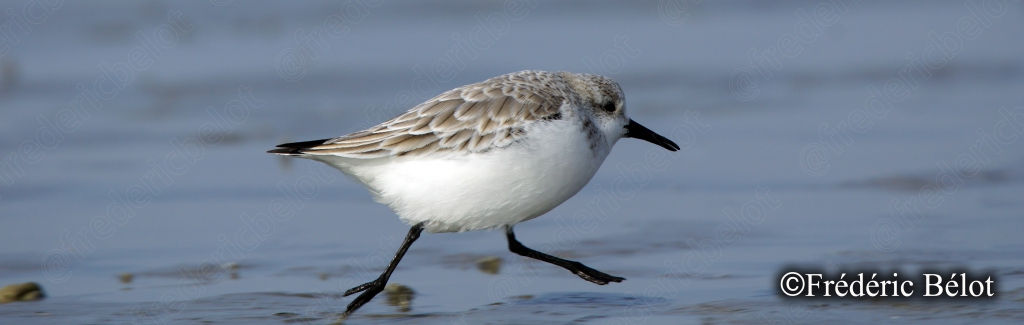 Un bécasseau sanderling court sur le sable mouillé, à la limite du ressac.