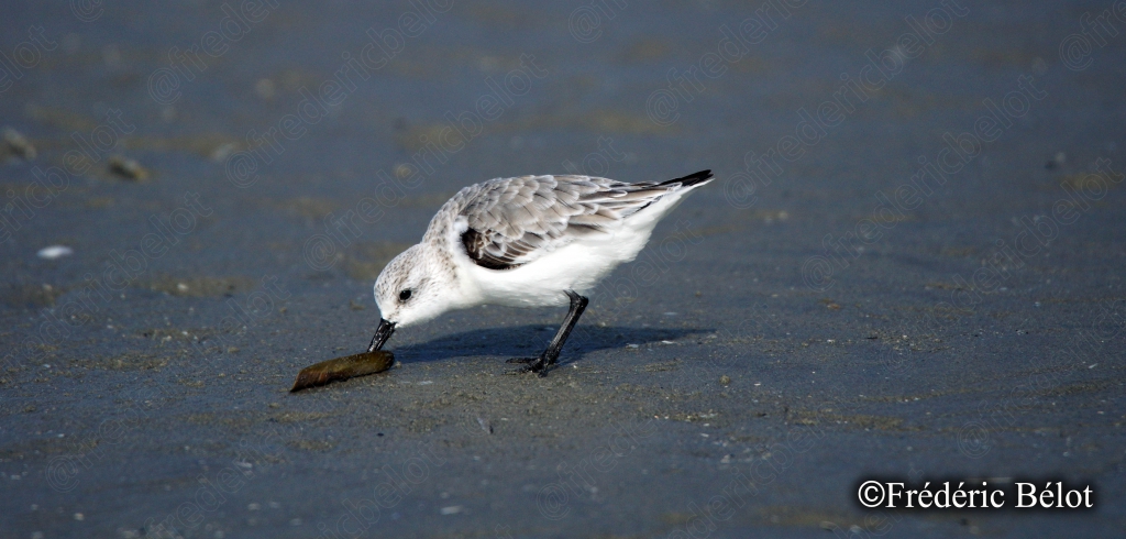 Un bécasseau sanderling picore quelque chose dans le sable, vu de très près.