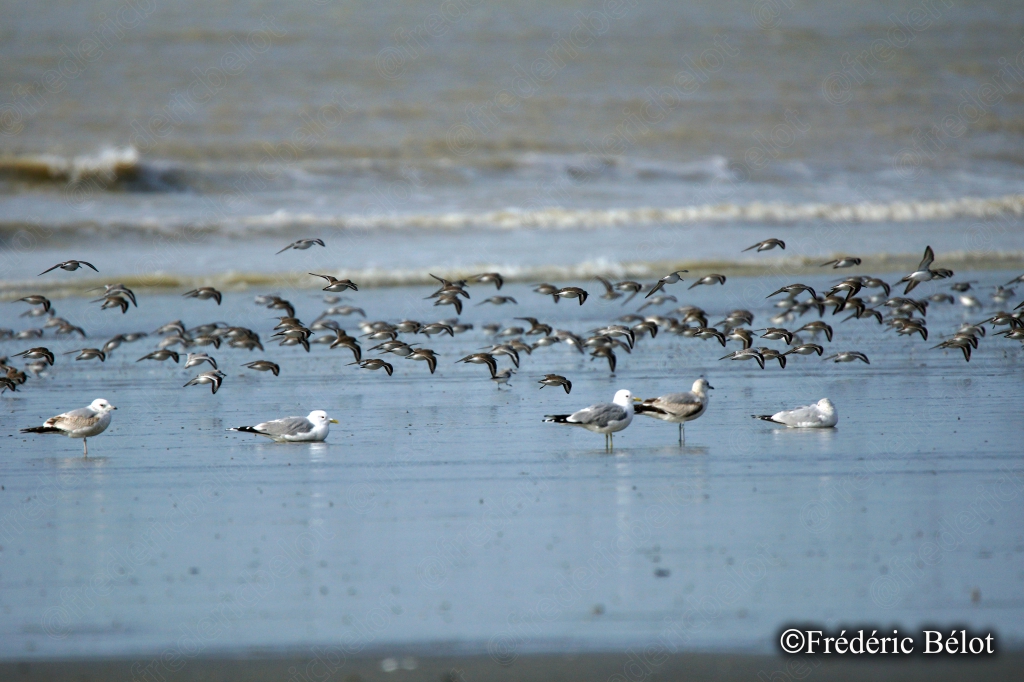 Un groupe d'oiseaux se rassemble et se nourrit à la limite de l'eau.