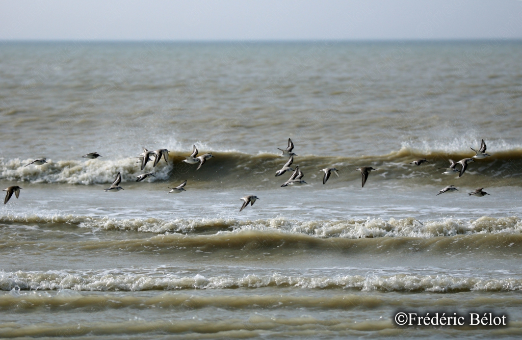 Une nuée d'oiseaux s'envole au ras des vagues qui se brisent sur la plage.