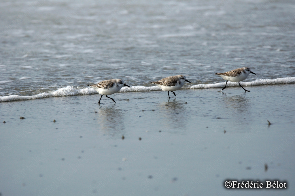 Trois bécasseaux sanderling courent en file le long du bord de l'eau.