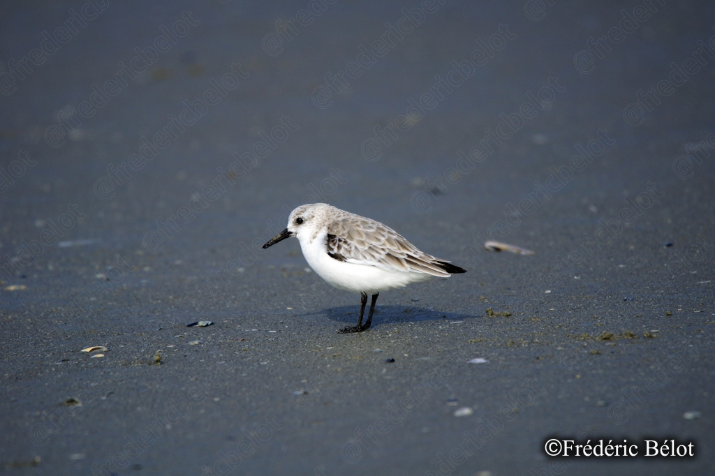 Un bécasseau sanderling isolé se tient immobile sur le sable.