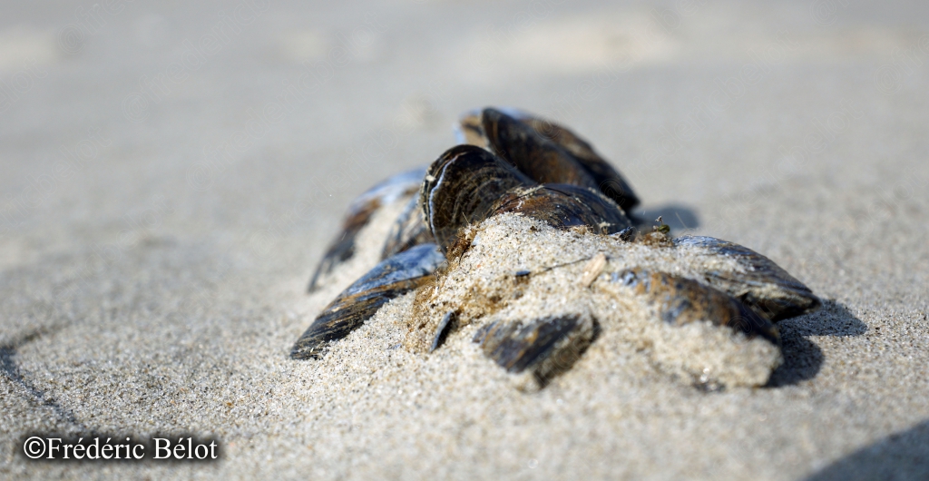 Gros plan sur des moules échouées dans le sable humide.