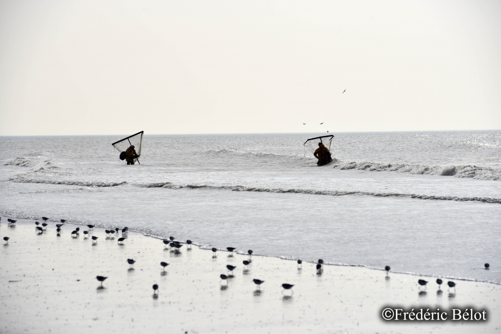 Deux pêcheurs à pied avec leur haveneau, entourés d'un groupe d'oiseaux sur l'estran.