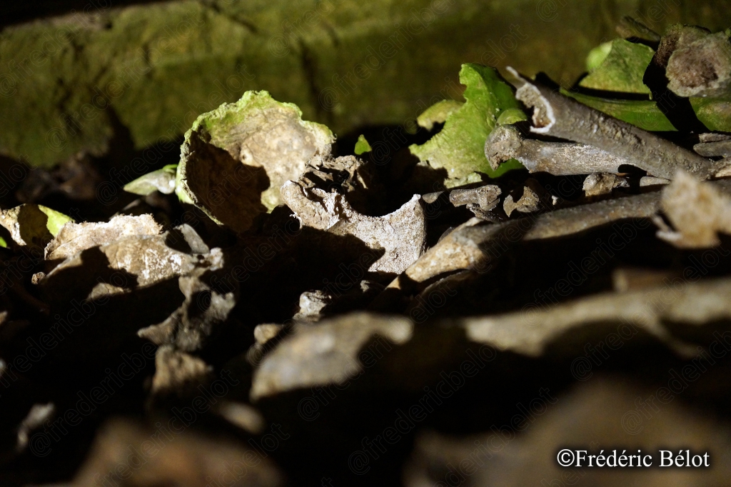Détail d'un bois patiné couvert de mousse dans la pénombre du souterrain.